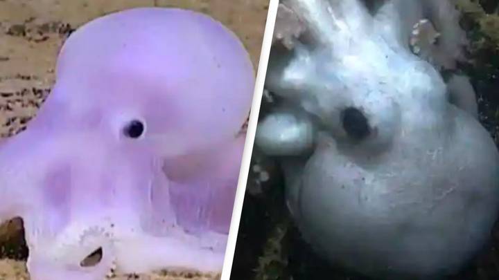 Scientists baffled by bizarre 'ghost octopus'