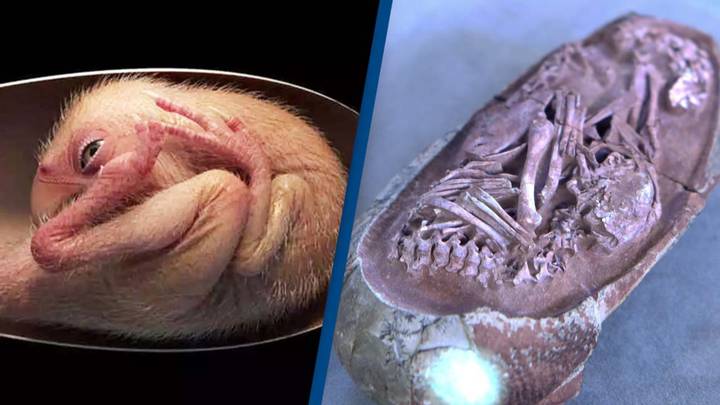 Scientists discovered perfectly preserved dinosaur embryo inside fossilized egg