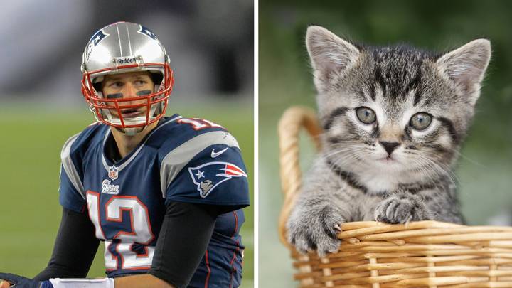 Tom Brady says '2 month old kitten' is the reason he won't make a comeback to the NFL