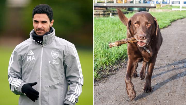 Mikel Arteta's latest signing at Arsenal is a chocolate Labrador for the training ground