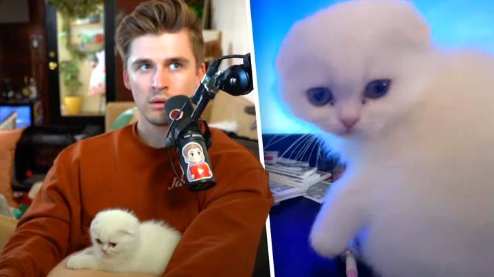 Ludwig Lets Viewers Name His New Cat, Immediately Regrets It