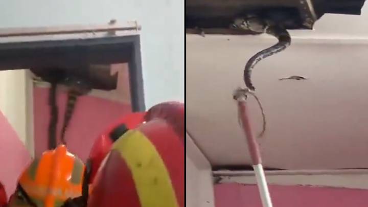 Emergency services learn terrifying lesson after poking snake coming out of ceiling