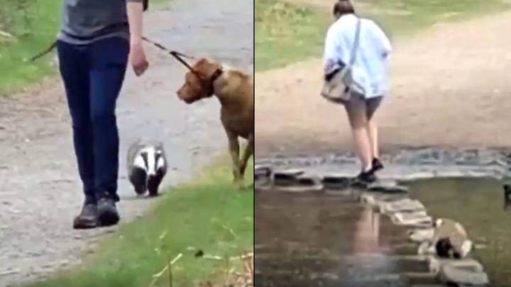 RSPCA Warns Against Angry Badger Up For Scrapping Dogs And People