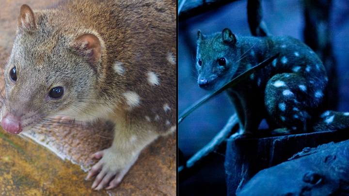 Endangered animal is dying off because 'it has too much sex and not enough sleep'