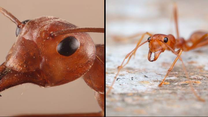 Red Fire Ants are one of world's most feared creatures and could be heading to UK
