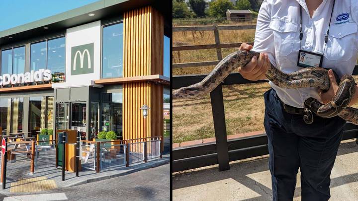 McDonald’s Staff Shocked After Discovering Five-Foot Boa Constrictor In Unsuspecting Seaside Town