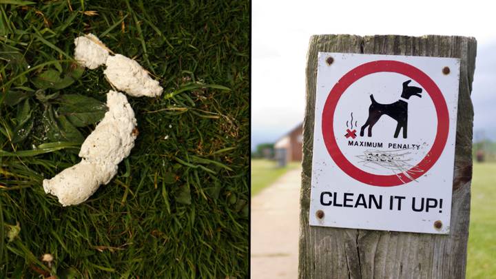 Why you don’t see white dog poo like you used to