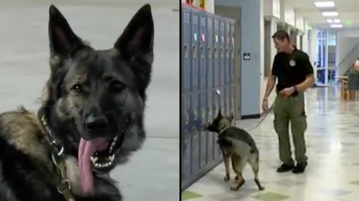 American School Introduces 'Active Shooter Dog' To Prevent Future Mass Shootings