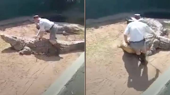 16-foot crocodile turns on zookeeper and attacks him in front of horrified crowd