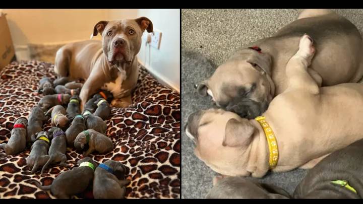 Owner of 18 newborn XL Bully puppies fears they'll have to be put down