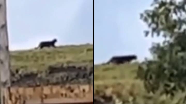 'Big Cat' spotted in Wales as expert says breeding is possible