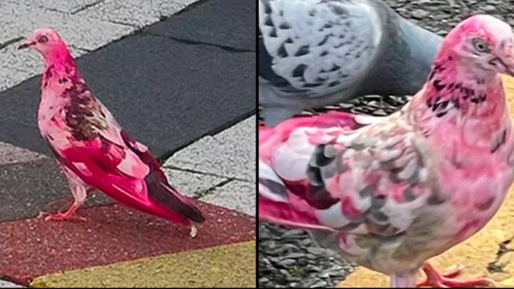 Locals baffled after mystery pink pigeon is spotted wandering town