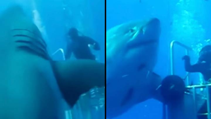 Footage of the 'biggest ever' great white shark is leaving people stunned