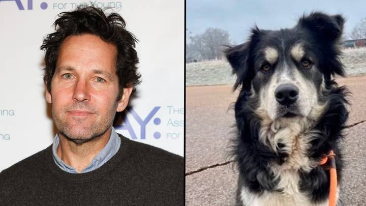 Paul Rudd is asked to adopt dog that looks like him