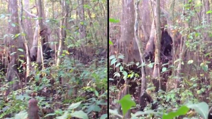 Man 'spots Bigfoot' and captures 'best footage ever recorded'
