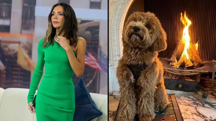 Victoria Beckham is fuming after her dog tried to destroy a $500 advent calendar