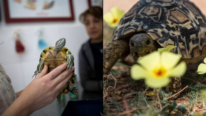 Family Tortoise Found Alive In Attic 30 Years After Going Missing Is Still Alive
