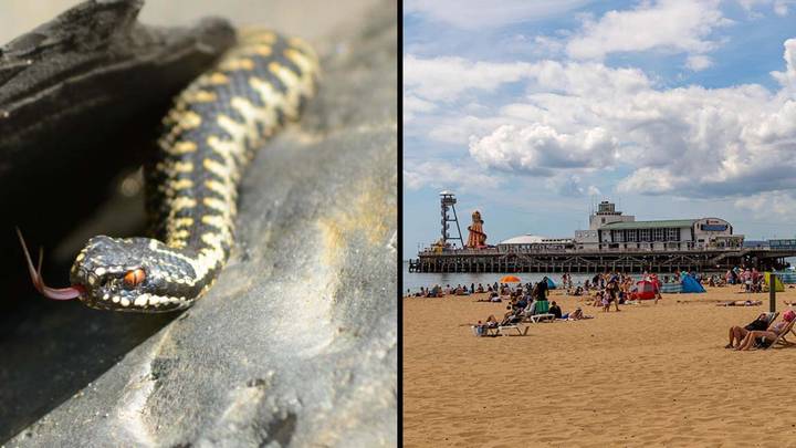 Brits Issued Warning Over Surge In Poisonous Snakes On UK Beaches