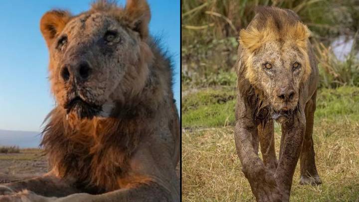 One of world's oldest lions speared to death