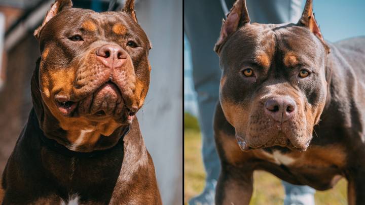 What to do now if you own an American XL bully in the UK