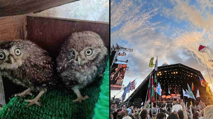 Young owls rescued after being trapped under Glastonbury stage