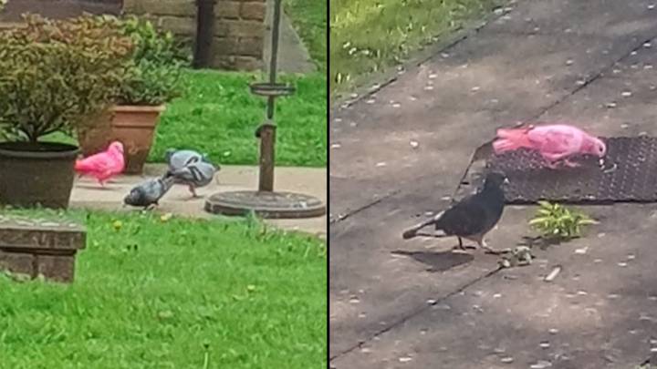 UK Mum Confused After Spotted 'Rare' Bright Pink Pigeon Outside Her House