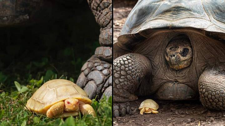 Tiny White Tortoise Becomes First Ever Reported Case Of An Albino Giant Galápagos Tortoise