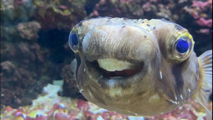 Pufferfish Undergoes Dental Work After Teeth Grow Too Big