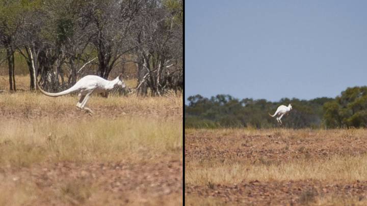 Rare Kangaroo That’s As ‘White As A Sheet Of Paper’ Spotted In Queensland Outback
