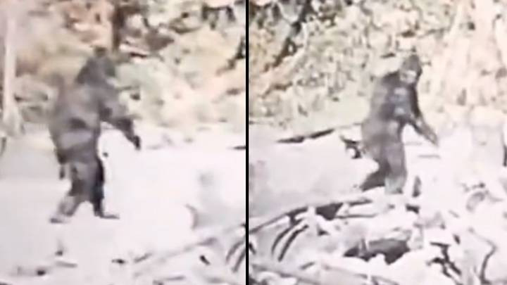 Famous Bigfoot footage stabilised by AI to make it clear what it actually is