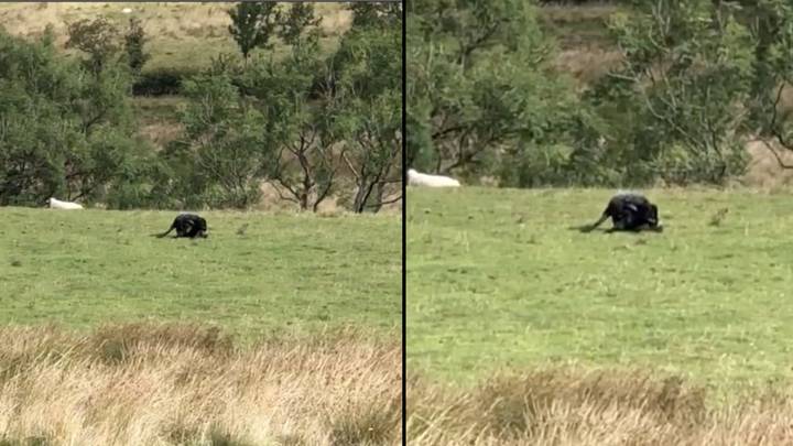 Campers capture terrifying footage of 'big cat' while walking in Peak District