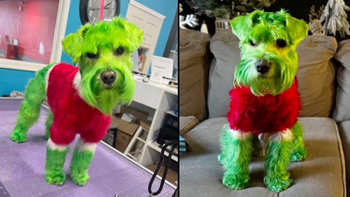 Woman divides opinion after dyeing her dog green to look like the Grinch