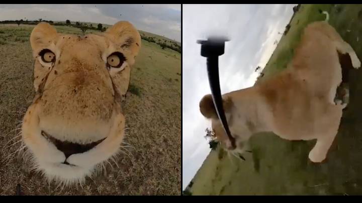 Lion steals camera and shoots hilarious POV video