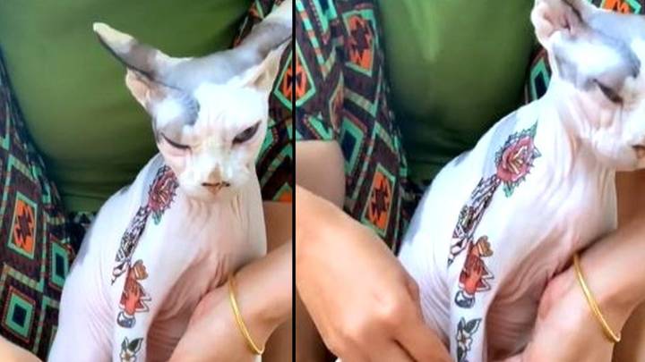 Pet Owner Sparks Debate After Covering Hairless Cat In Tattoo Stickers