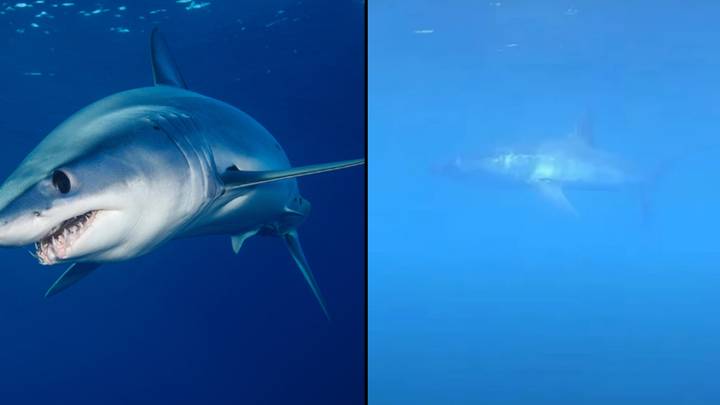 World's Fastest Shark Spotted Lurking Off Spanish Coast