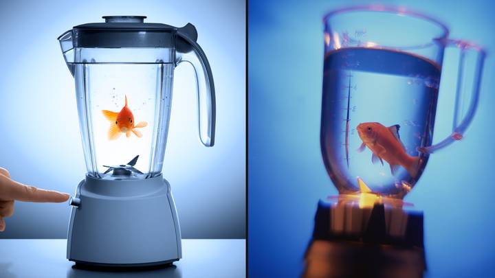 Professor places goldfish in blenders as social experiment and asks visitors to turn them on