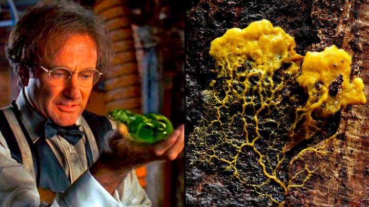 Brainless blob capable of human-like behaviours has scientists absolutely stumped