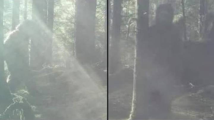 Woman Captures Footage Of What She Claims Is Fairly Conclusive Evidence Of Bigfoot