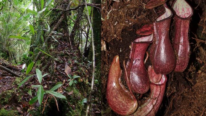 Encounter a menacing carnivorous plant known as the putrid