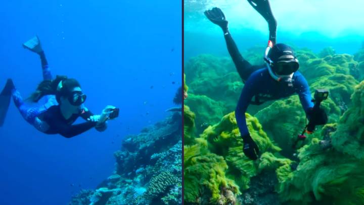 Scientists are getting loads of people to dive into the Great Barrier Reef to assess its health