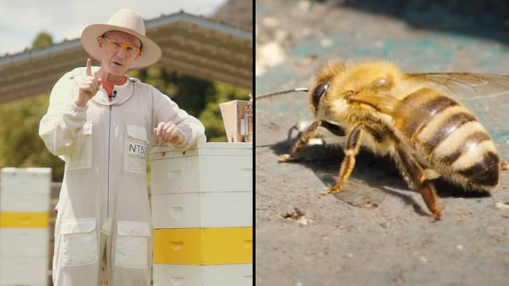 Expert issues urgent warning on the grim consequences if the Australian bee population shrinks