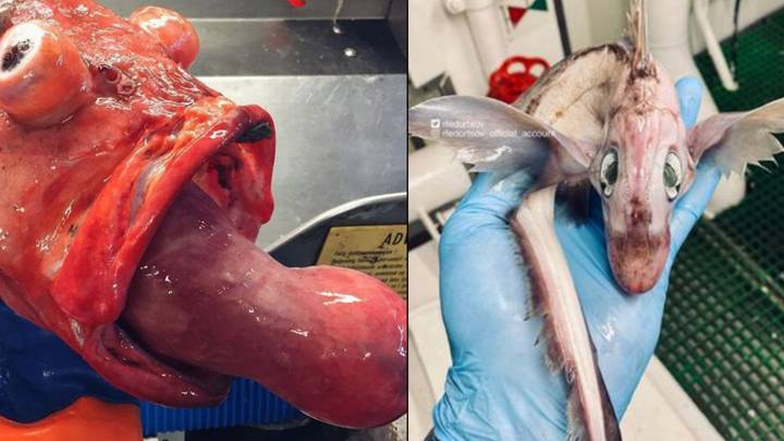 Fisherman Discovers Bizarre Creature That Looks Like A Baby Dragon