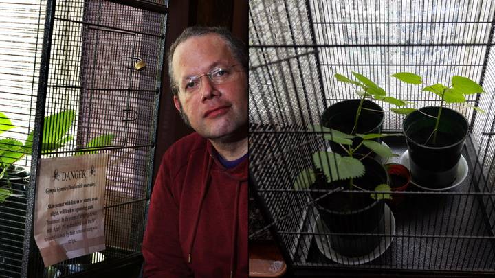 Brit grows 'world's most dangerous plant' in house that can lead to suicide