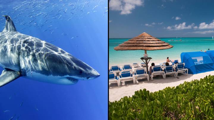 Yale graduate’s foot ripped off by shark as she celebrated off luxury Caribbean island