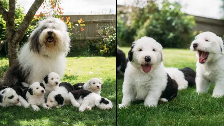 Dulux advert dog gives birth to seven puppies
