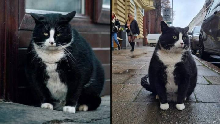 Chonky cat has become the top-rated tourist attraction in Polish city
