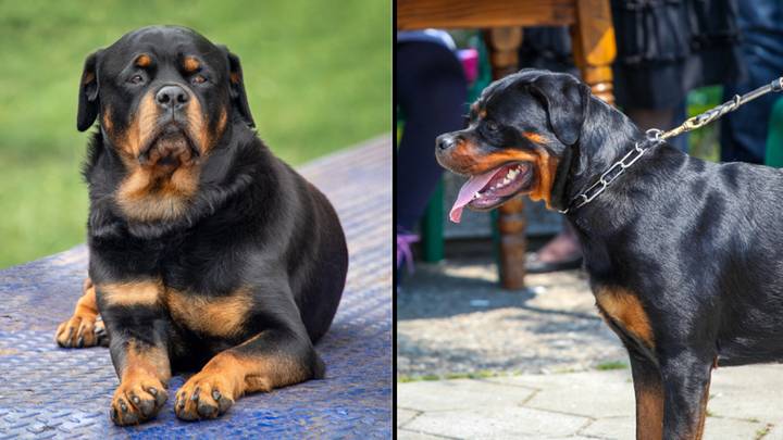 Dog expert slams calls to ban Rottweilers from Australia over fears they are ‘dangerous’