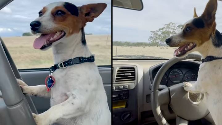Jack Russell Learns How To Drive Ute On Aussie Farm