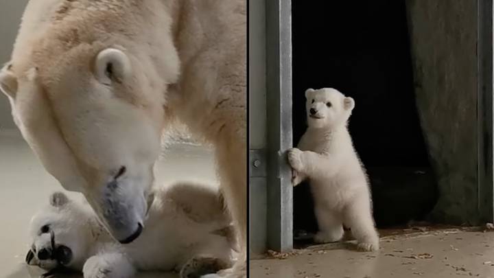 German zoo welcomes its first polar bear cub in more than two decades