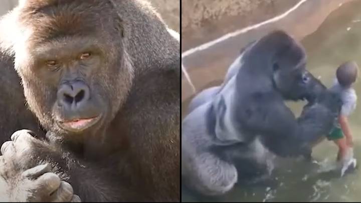New Harambe documentary shows unreleased photos and videos of the gorilla before he was killed